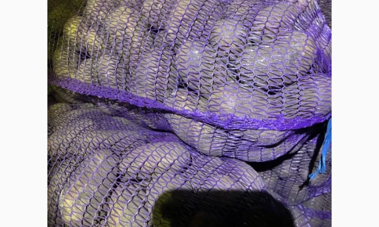 Продаю картоплю продовольчу 50+ - фото № 1