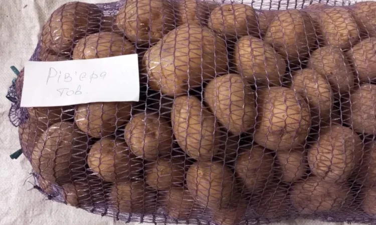 Продаю картоплю продовольчу 50+ - фото № 2