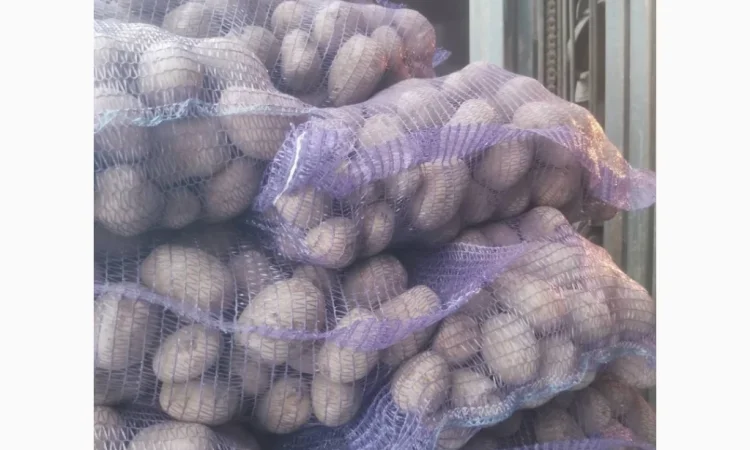 Продажа картошки Люсинка - фото № 1