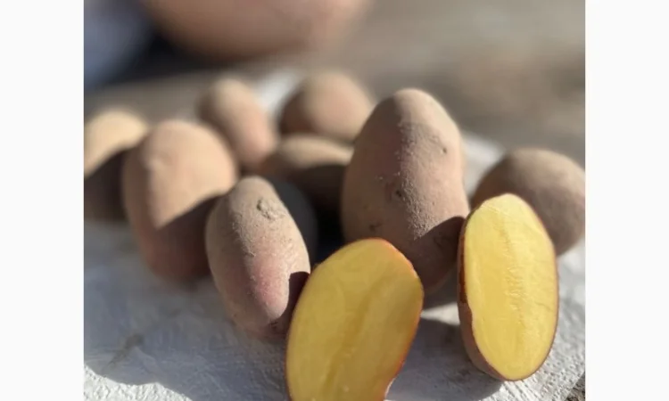 Картопля на продаж сортів Балтік Роуз, Алюет, Гала - фото № 1