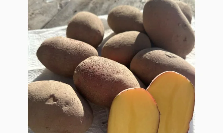 Картопля на продаж сортів Балтік Роуз, Алюет, Гала - фото № 2