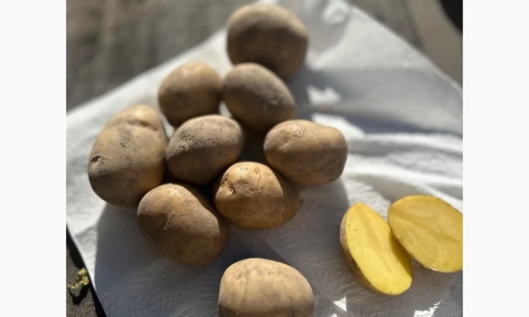 Картопля на продаж сортів Балтік Роуз, Алюет, Гала - фото № 3