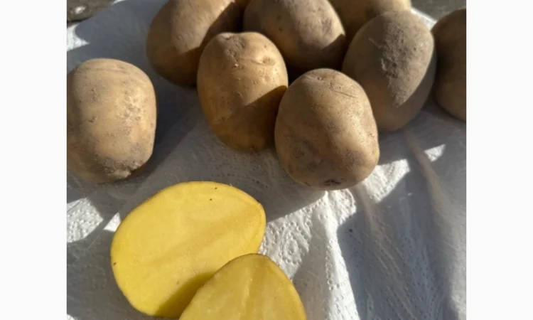 Картопля на продаж сортів Балтік Роуз, Алюет, Гала - фото № 4