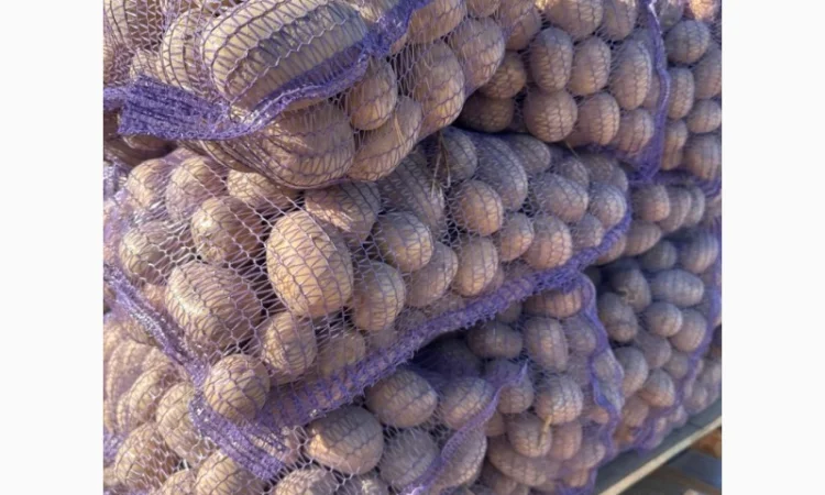 Картопля на продаж сортів Балтік Роуз, Алюет, Гала - фото № 5