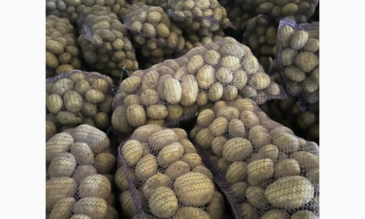 Картопля на продаж сортів Балтік Роуз, Алюет, Гала - фото № 6