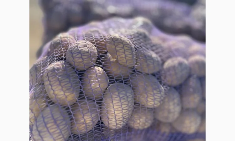 Картопля на продаж сортів Балтік Роуз, Алюет, Гала - фото № 7