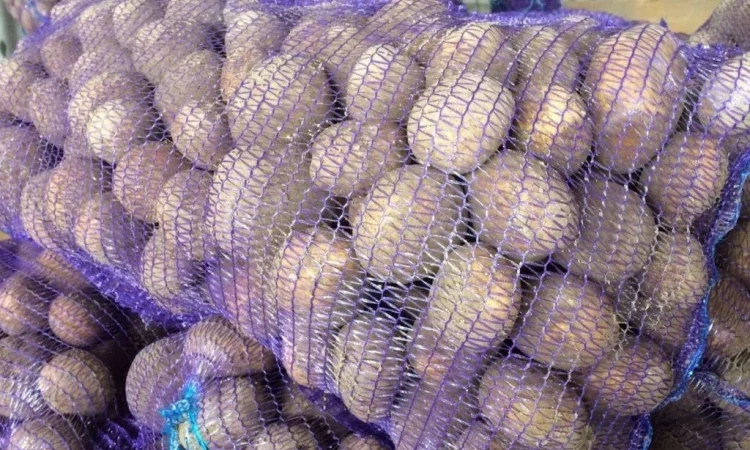 Насіннєва картопля Арізона для фермерських господарств - фото № 1