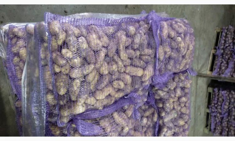 Куплю картофель гранаду оптом - фото № 1