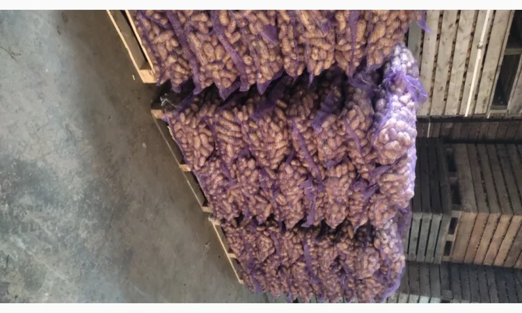 Куплю картофель гранаду оптом - фото № 2