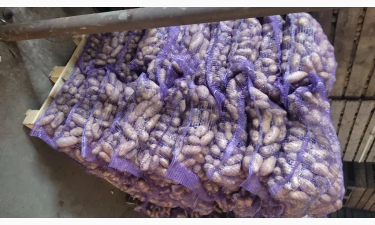 Куплю картофель гранаду оптом - фото № 3