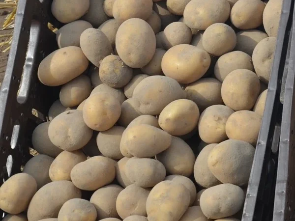 Насіннєва картопля Арізона оптом від 5 тонн - фото № 1