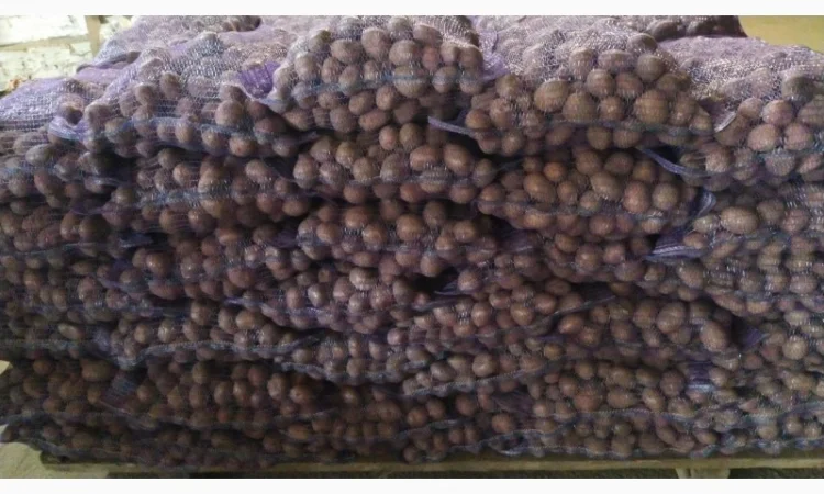 Продаж картошки насиневої Беларосси - фото № 1