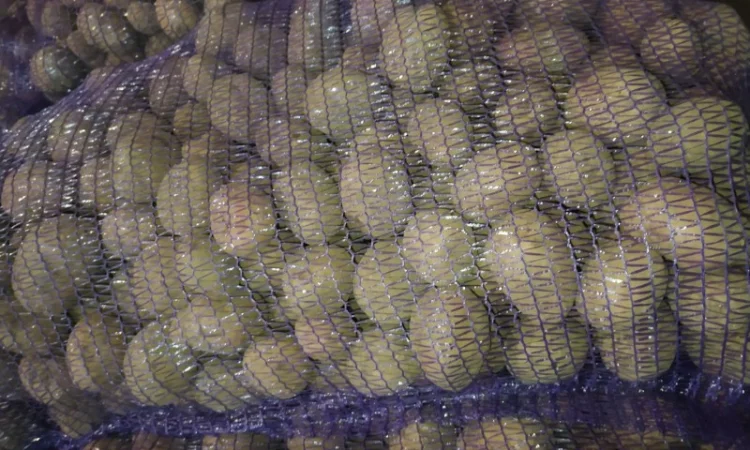 Продаж картошки насиневої Беларосси - фото № 2