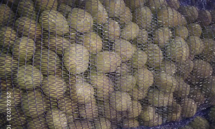 Продаж картошки насиневої Беларосси - фото № 3