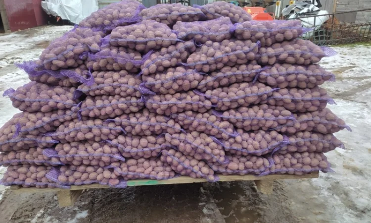 Продаж картошки насиневої Беларосси - фото № 4