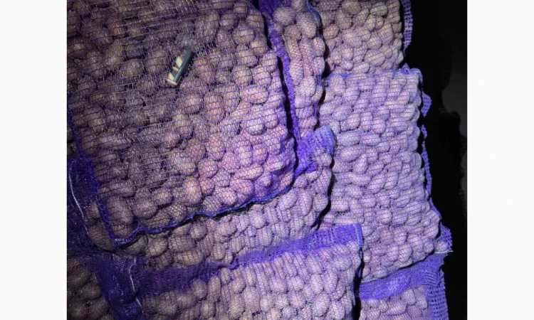 Якісна насіннєва картопля Беллароза оптом - фото № 1