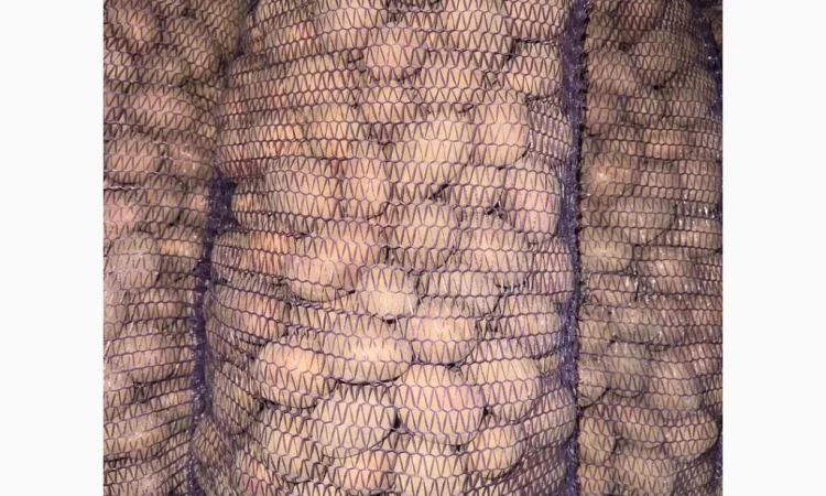 Картопля насіннєва Беллароза оптом від 5 тонн - фото № 1