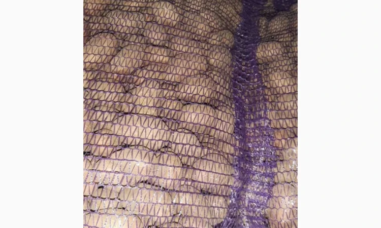 Насиннєва картопля Беллароза 1-2 репродукція - фото № 1