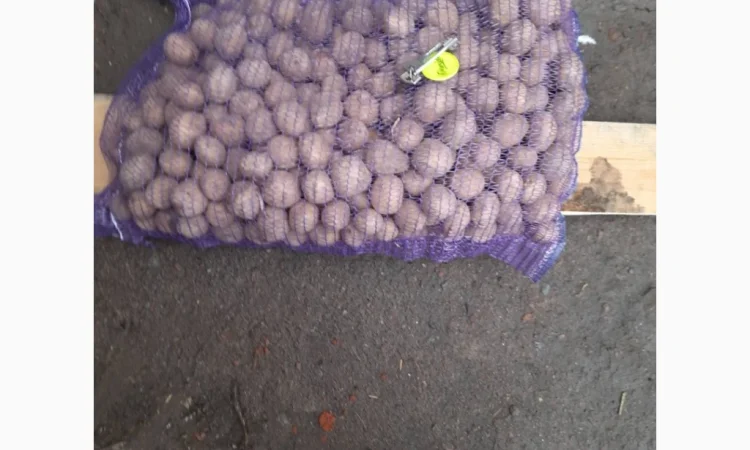 Продаж насіннєвої картоплі Рів’єра - фото № 1