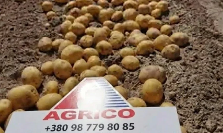 Продажа сертифицированной семенной картошки Ривьера 1-2 репродукция оптом от 5 тонн - фото № 1