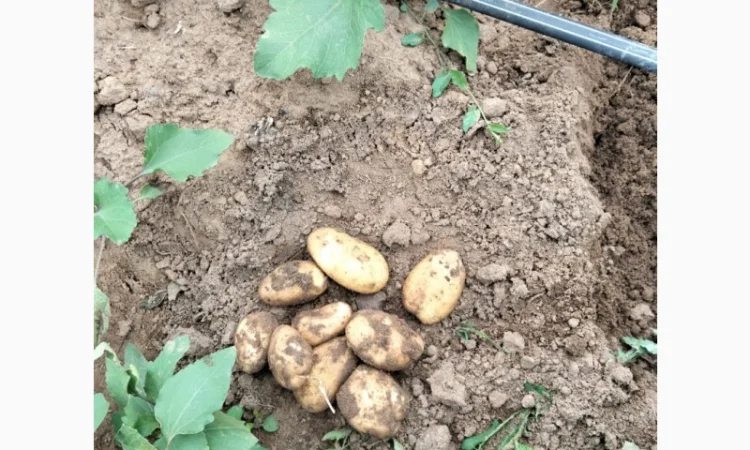 Молодая картошка Ривьера на продажу - фото № 3