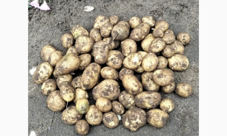 Молодая картошка Ривьера на продажу - фото № 4