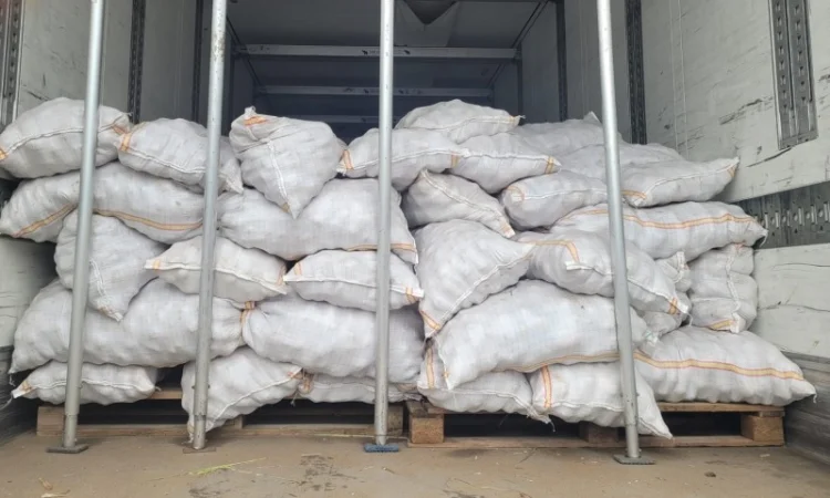 Молодая картошка Ривьера на продажу - фото № 2