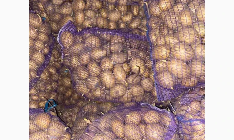 Продаю насіннєву картоплю сорту Арізона - фото № 1