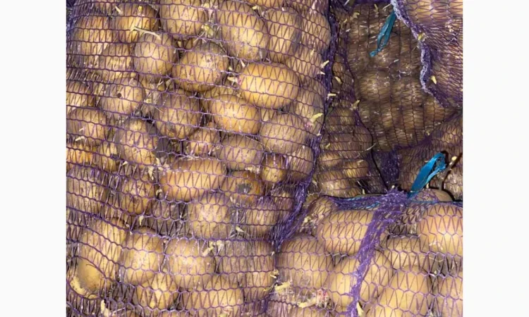 Продаю насіннєву картоплю сорту Арізона - фото № 2