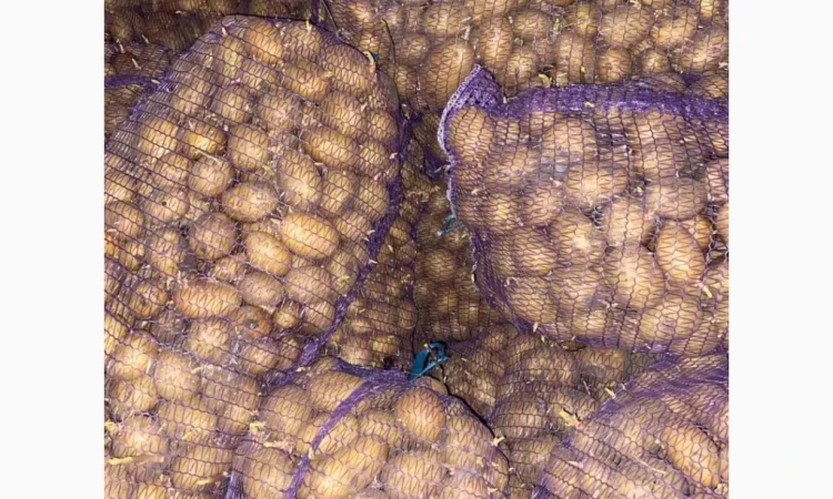 Продаю насіннєву картоплю сорту Арізона - фото № 3