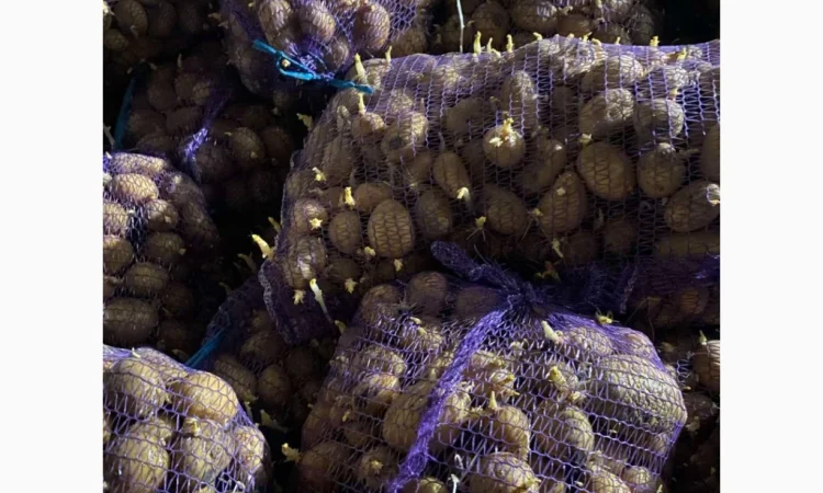 Продаю насіннєву картоплю сорту Арізона - фото № 5