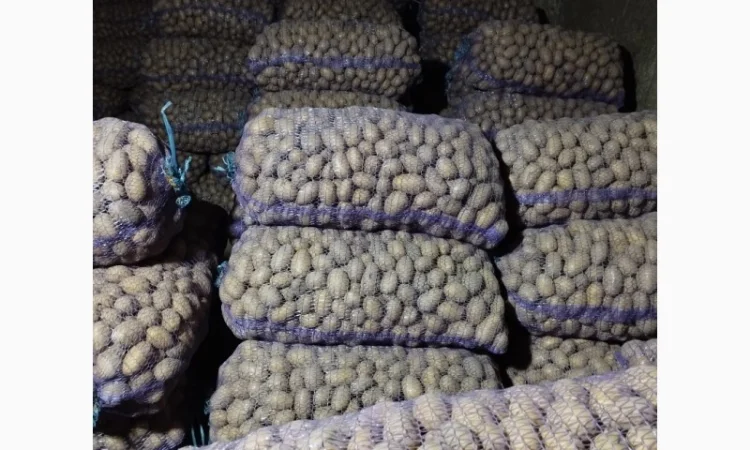 Продаю насінневу картоплю королева Анна - фото № 1