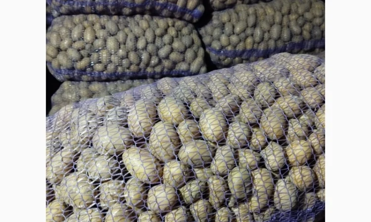 Продаю насінневу картоплю королева Анна - фото № 2