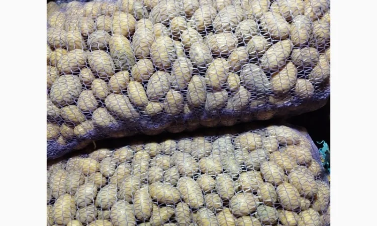 Продаю насінневу картоплю королева Анна - фото № 3