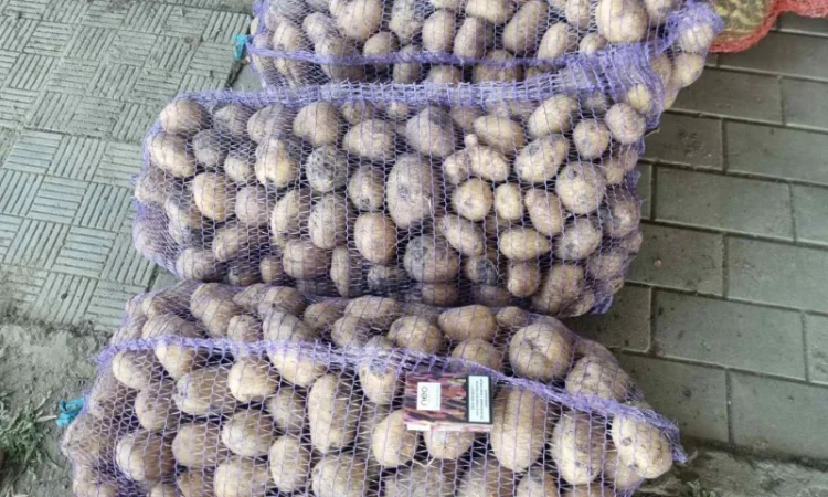 Продается картофель нескольких сортов от поставщика, 20 тонн - фото № 5