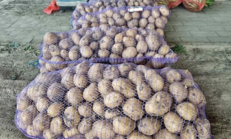 Продаж товарної картоплі від 20 тонн - фото № 1