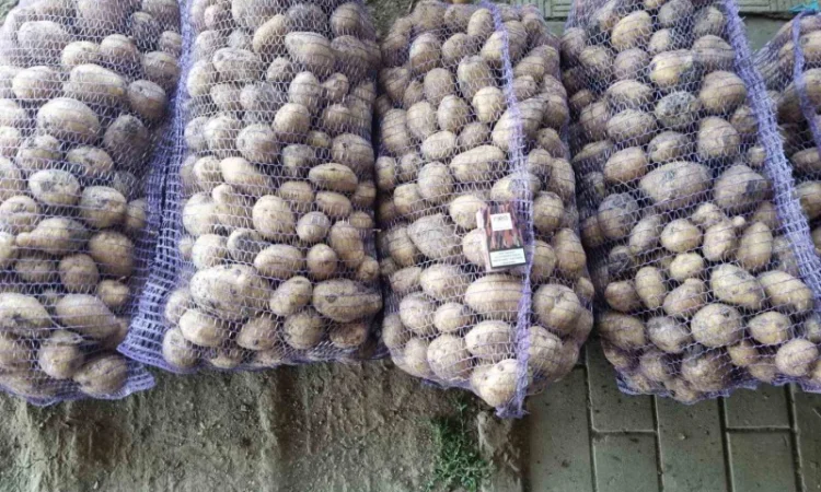 Продаж товарної картоплі від 20 тонн - фото № 2