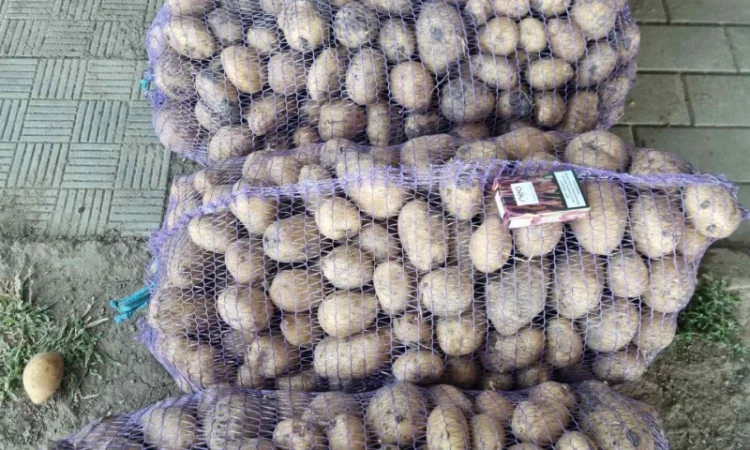 Продаж товарної картоплі від 20 тонн - фото № 3