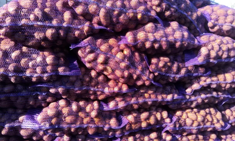 Картофель посадочный сорта Колумба - фото № 2