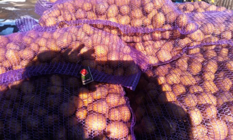 Картофель посадочный сорта Колумба - фото № 3