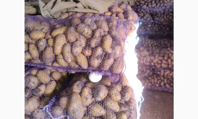 Продаю картошку сорта Гранада и Невская - фото № 1