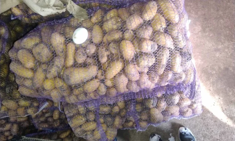 Продаю картошку сорта Гранада и Невская - фото № 2