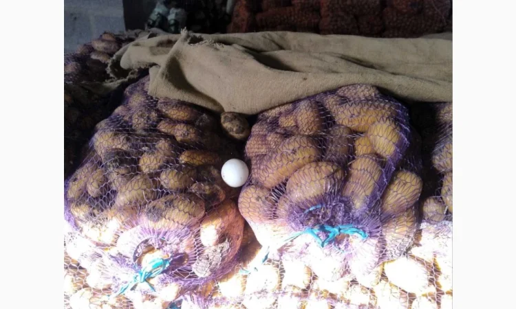 Продаю картошку сорта Гранада и Невская - фото № 3