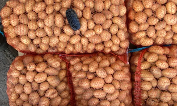 Продажа насіннєвої картоплі сорт Арізона - фото № 1