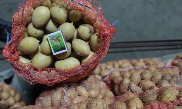 Продажа насіннєвої картоплі сорт Арізона - фото № 2