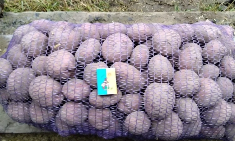 Продаж картоплі сорту Журавінка - фото № 1