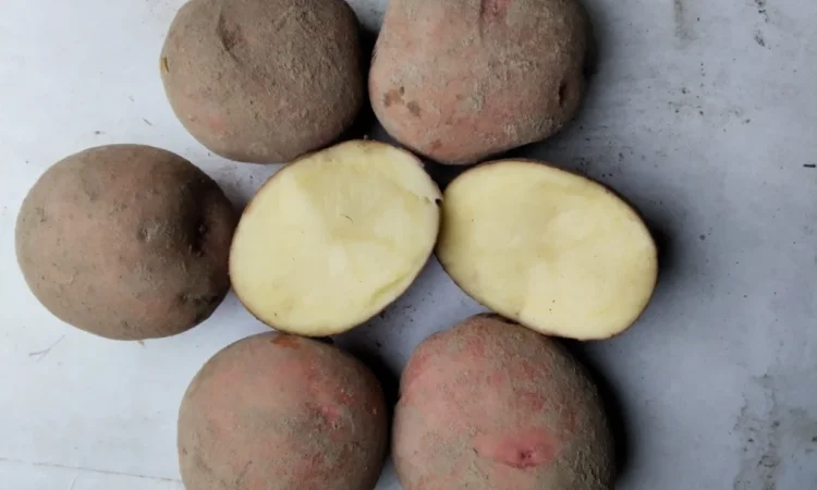 Продаж картоплі сорту Журавінка - фото № 2