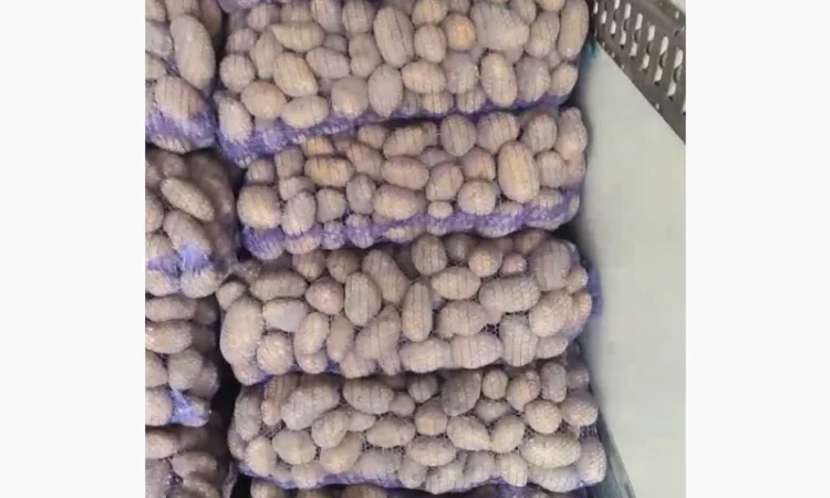 Домашня картопля на продажу - фото № 2