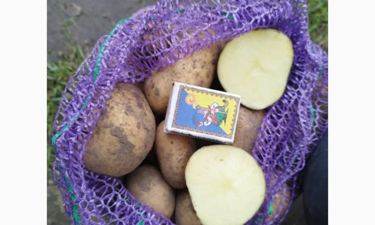 Куплю картофель большого сорта - фото № 2