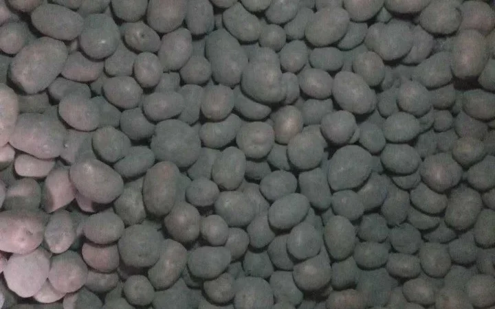 Продаю картоплю сорту Бела Роса - фото № 1